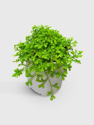 Golden Moss Selaginella Kraussiana 'Aurea'