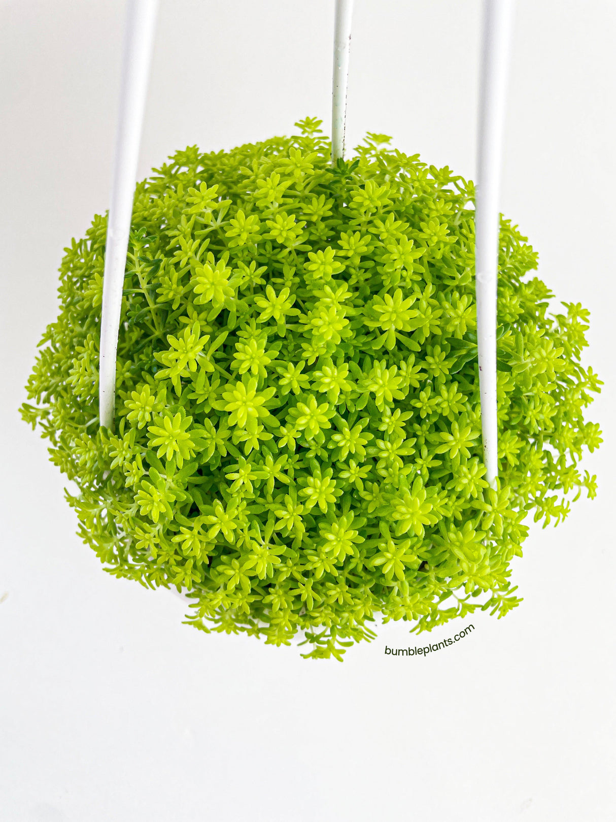 Sedum Japonicum 'Tokyo Sun' (Tokyo Sun Stonecrop)