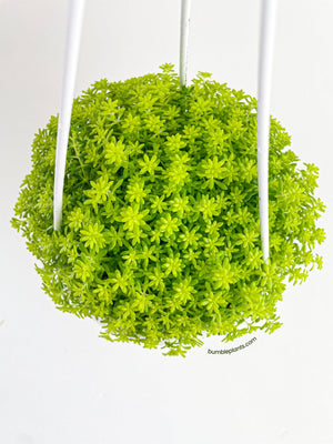 Sedum Japonicum 'Tokyo Sun' (Tokyo Sun Stonecrop)