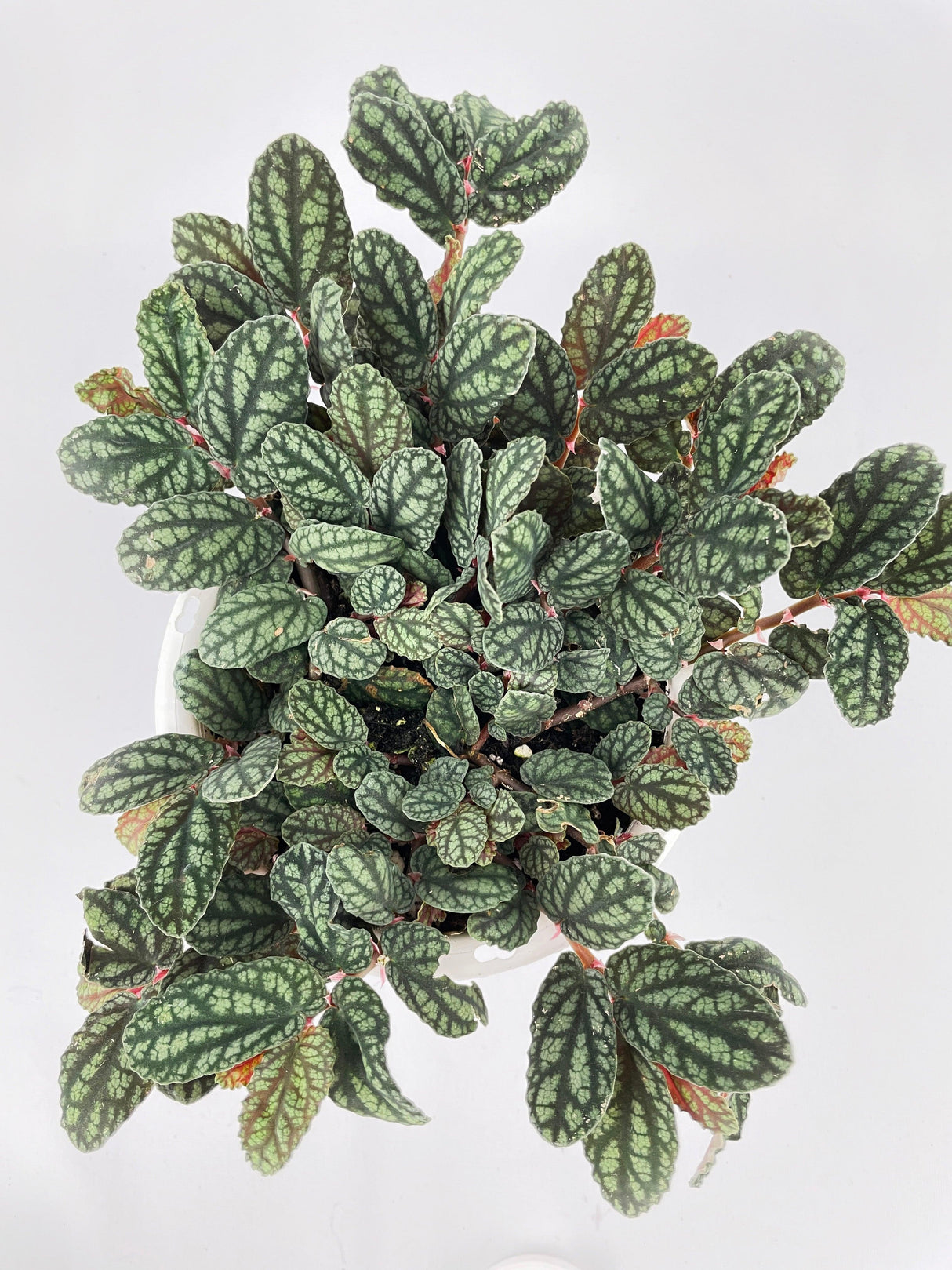 Watermelon Begonia (Pellionia Pulchra)