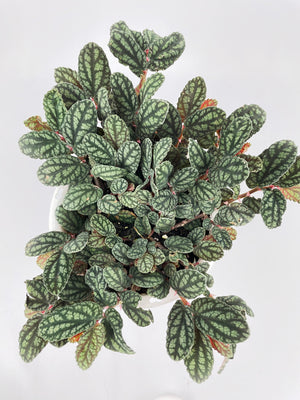 Watermelon Begonia (Pellionia Pulchra)