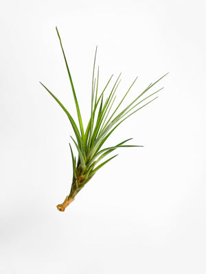 Tillandsia Moonlight Air Plant