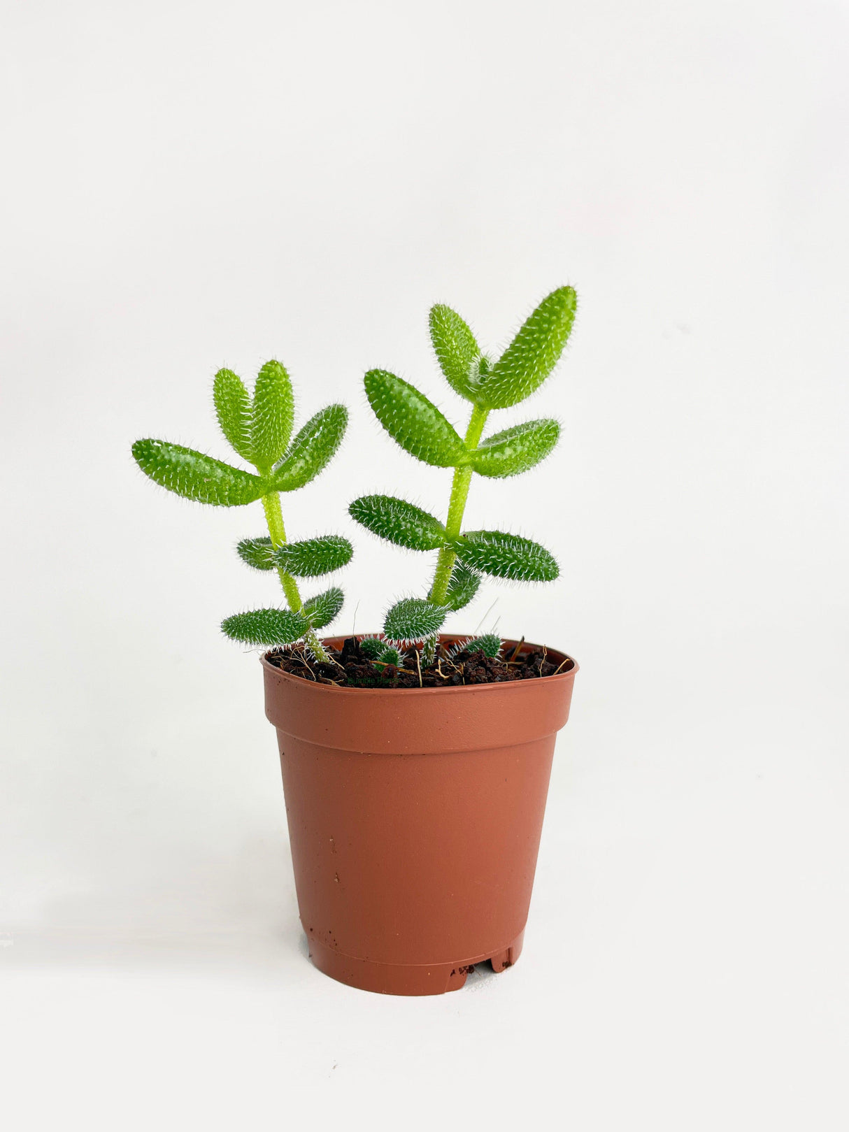 Hedgehog Ice Plant Succulent