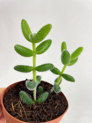 Hedgehog Ice Plant Succulent