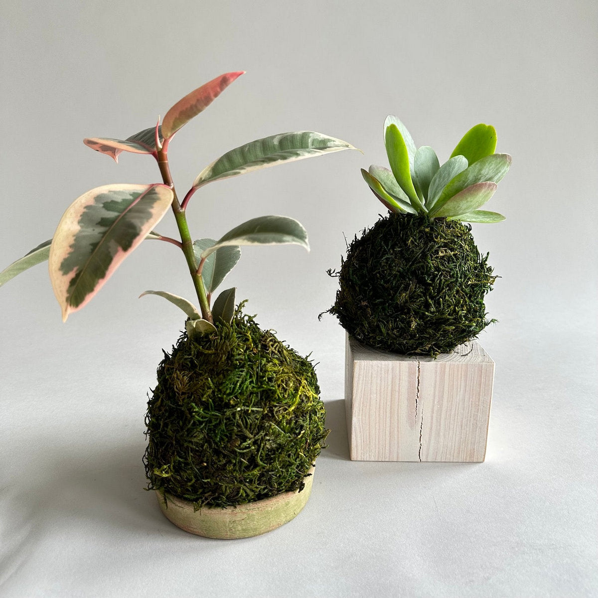 Jikoku Wood Base