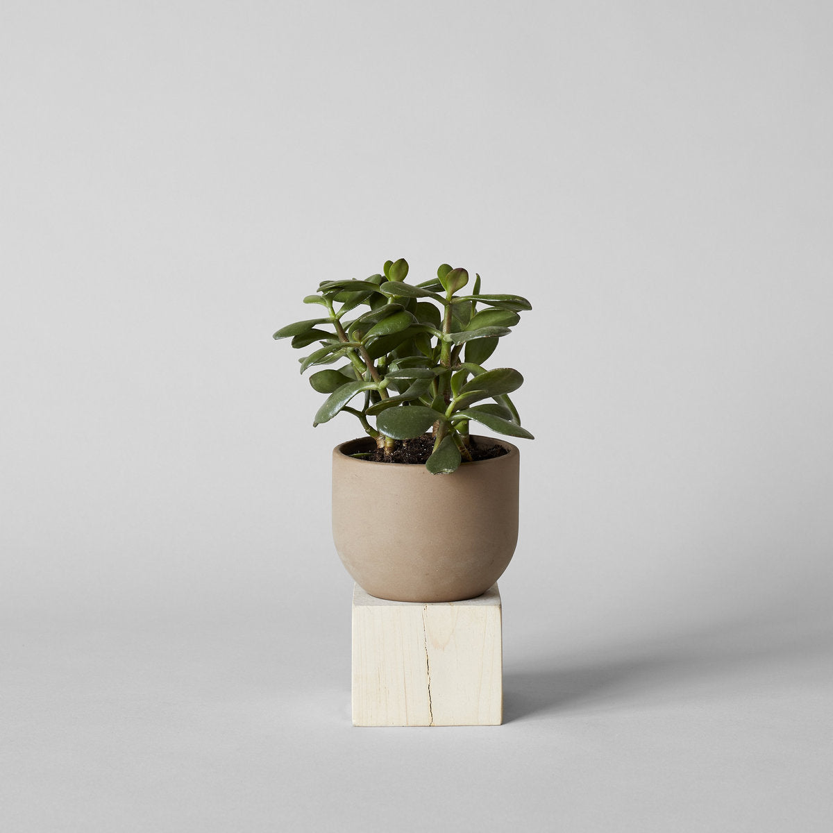 Jikoku Wood Base