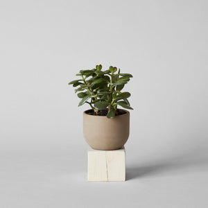 Jikoku Wood Base