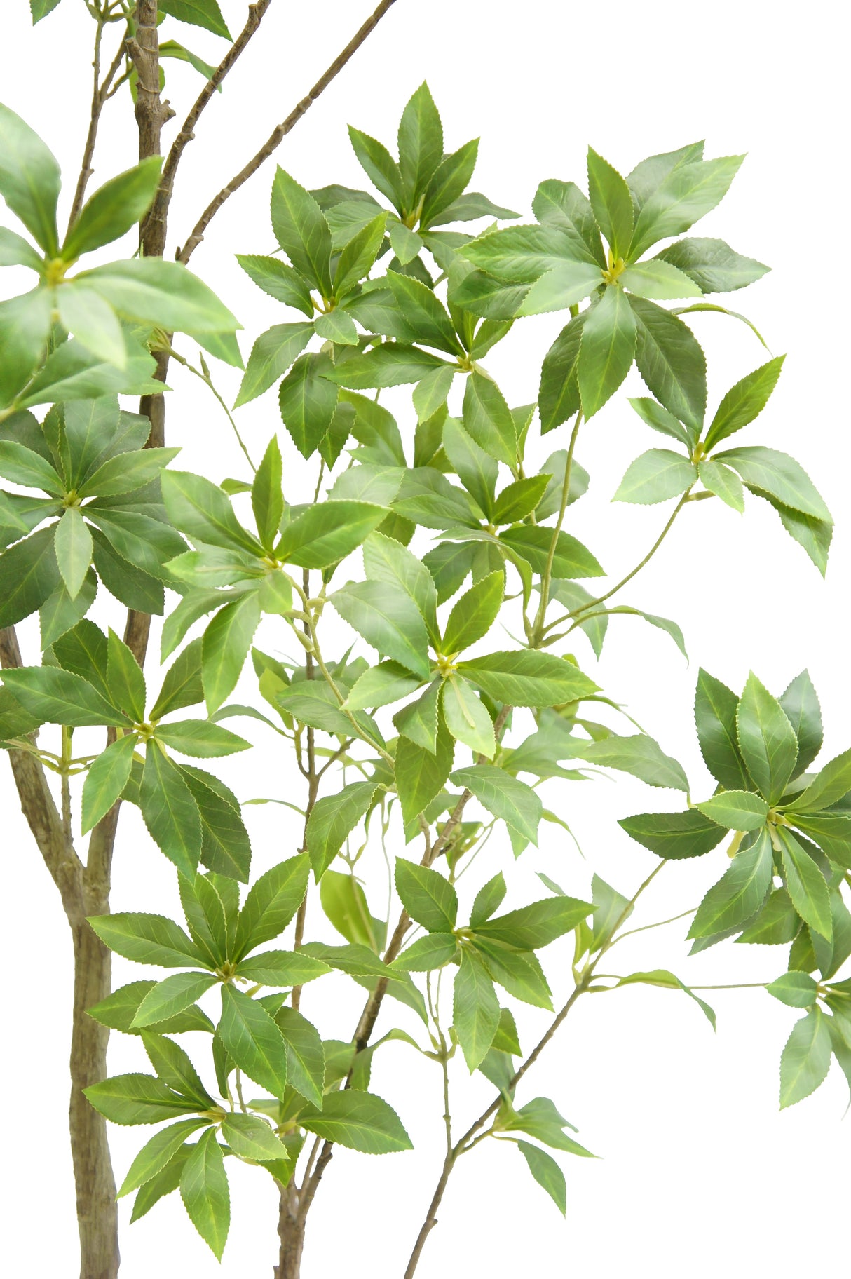 7' Artificial Laurel Tree