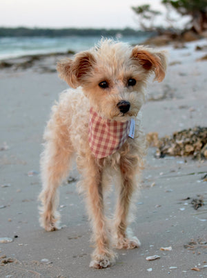 GINGHAM BANDANA