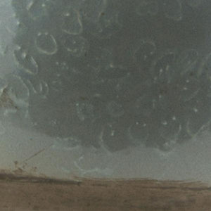 Batanovtsi Sage Decorative Sculpture