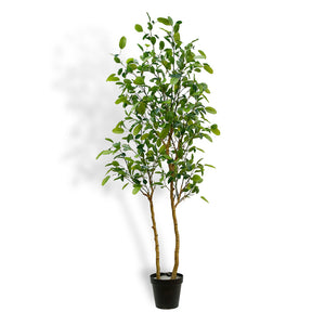 7' Citrus Lemon Tree