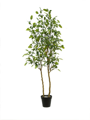 7' Citrus Lemon Tree