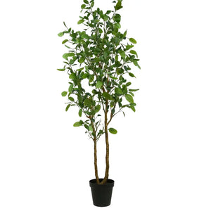 7' Citrus Lemon Tree