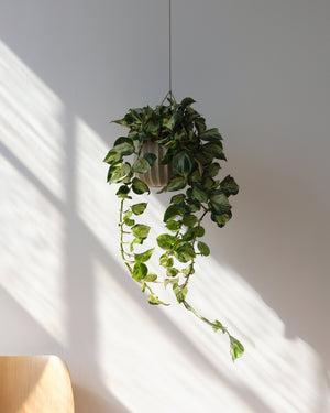 Wrap Planter - 4 sizes