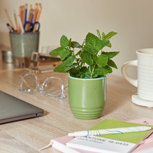 Garden Vibes Candle/Planter 2-in-1