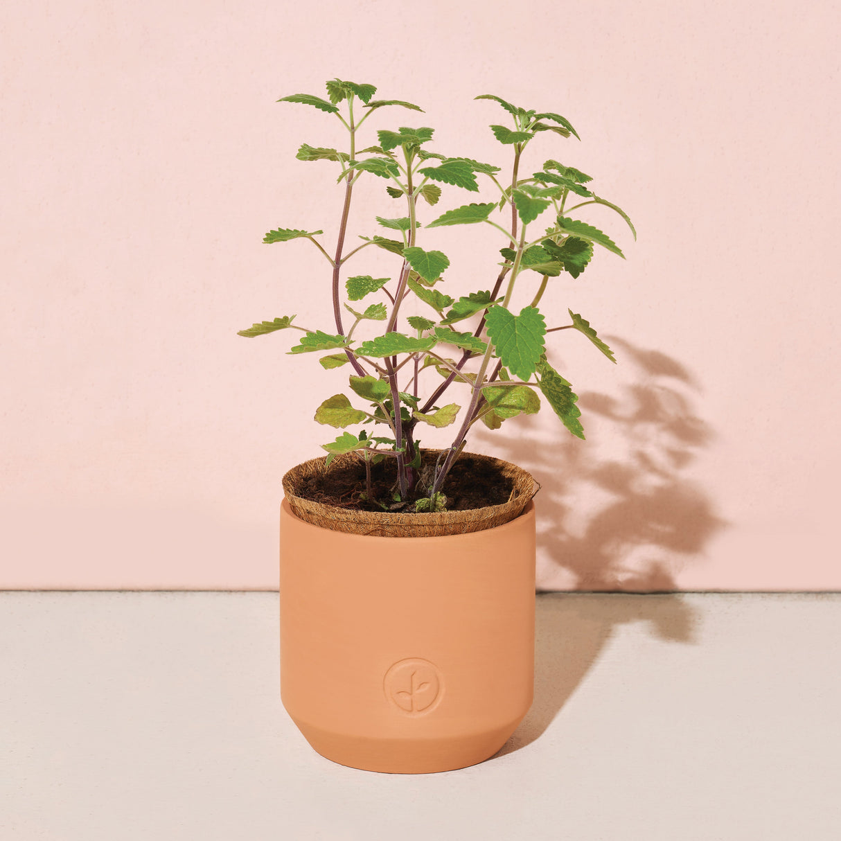 Pet Tiny Terracotta Grow Kits
