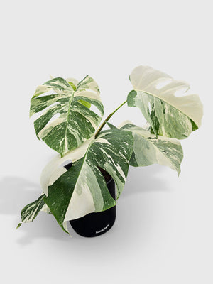 Monstera Borsigiana Variegata Albo (Mature Mother Plant)
