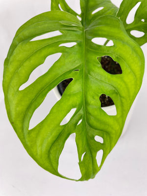 Monstera Adansonii Wide Leaf Form
