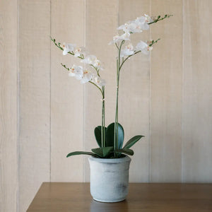 Artificial 2-Stem Phalaenopsis White Orchid