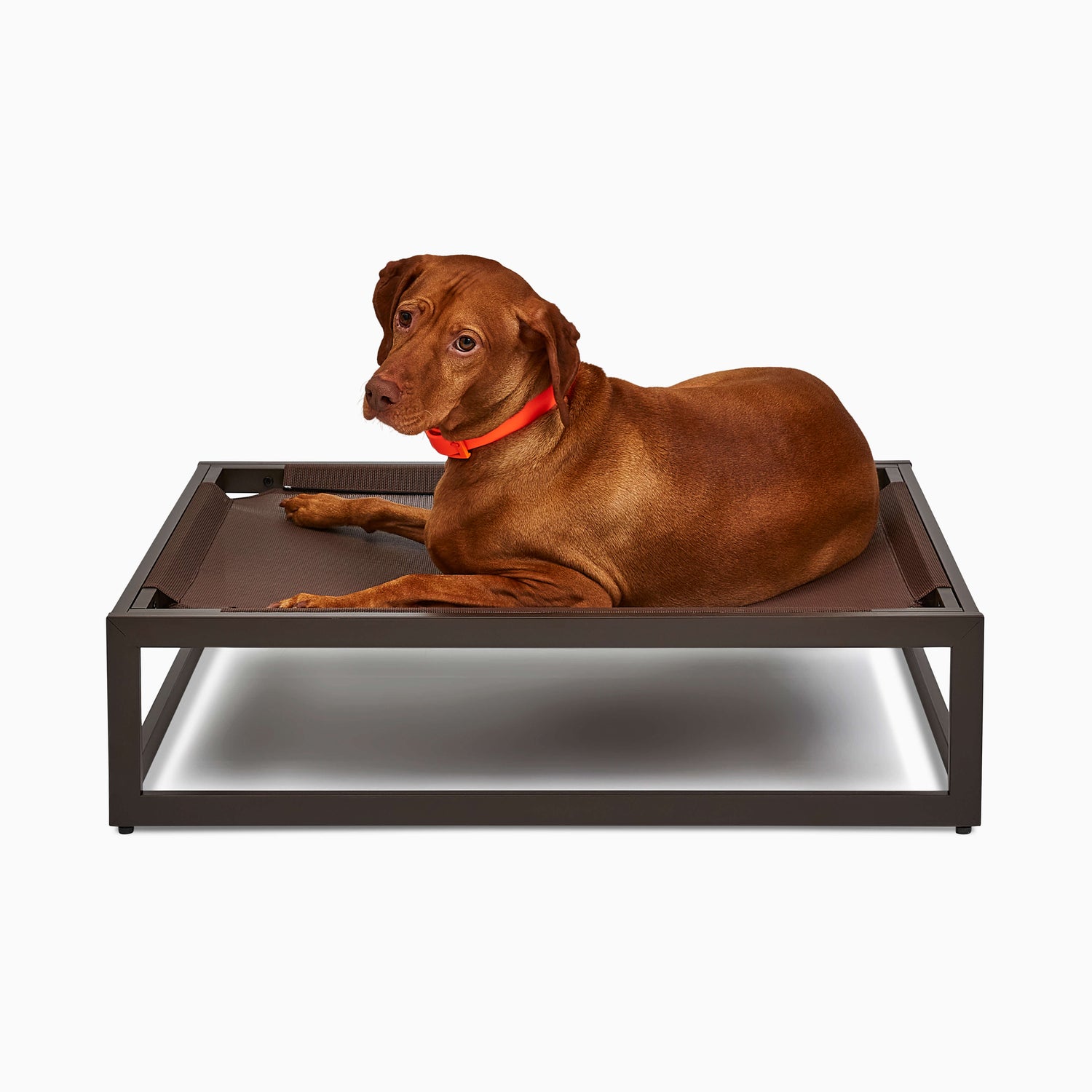 The Up Pup Raised Dog Bed