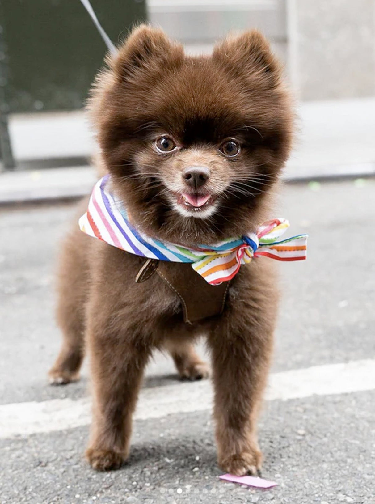 RAINBOW BANDANAS