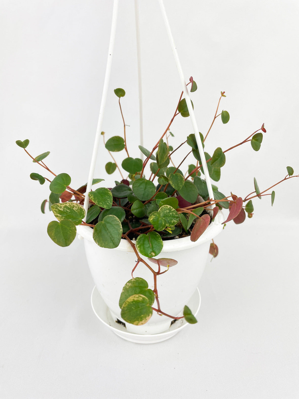 Peperomia Ruby Cascade
