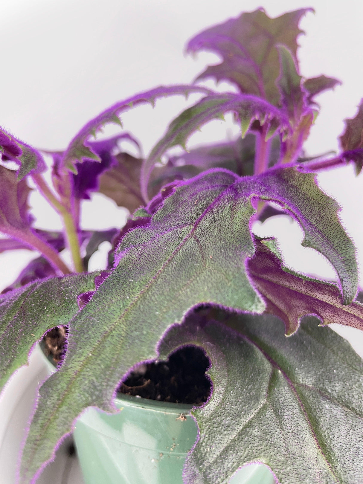Purple Passion (Gynura Aurantiaca)