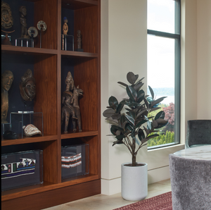 5' Rubber Ficus Tree in Modern Gray Planter