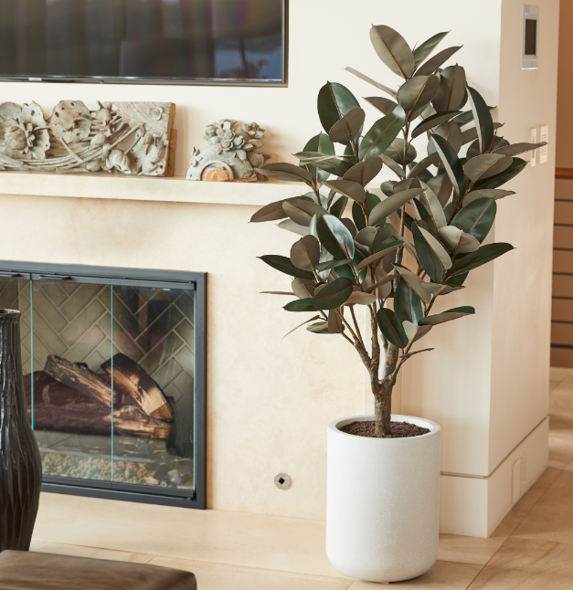 5' Rubber Ficus Tree in Modern Gray Planter
