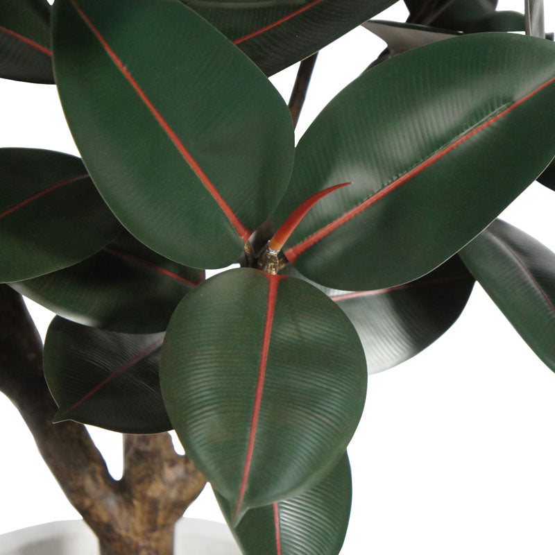 5' Rubber Ficus Tree in Modern Gray Planter