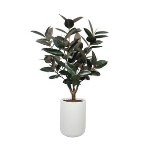 5' Rubber Ficus Tree in Modern Planter