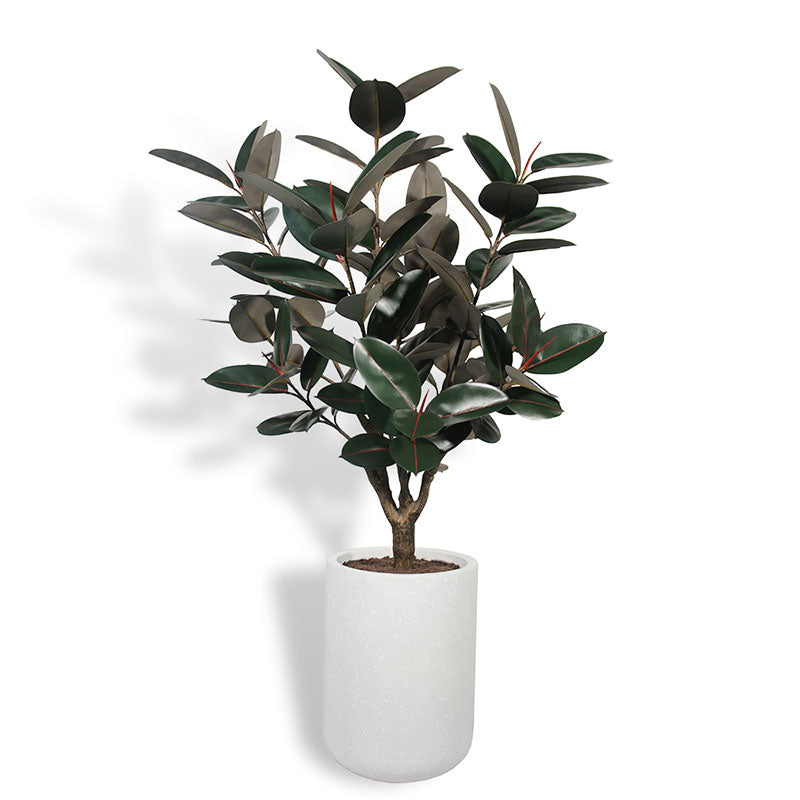 5' Rubber Ficus Tree in Modern Planter