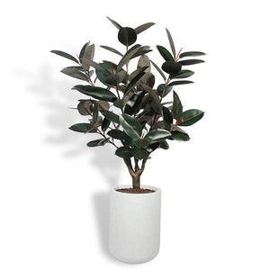 5' Rubber Ficus Tree in Modern Planter