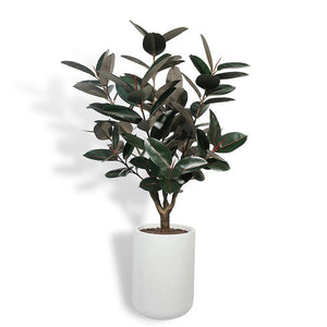 5' Rubber Ficus Tree in Modern Planter