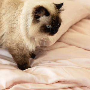 Organic Bamboo Sateen Pillowcase Set