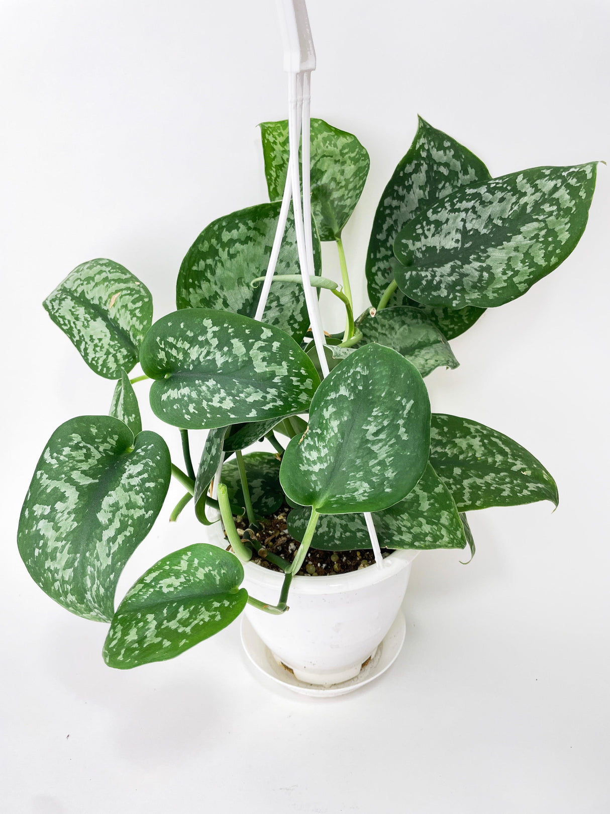 Scindapsus Pictus "Silver Splash"