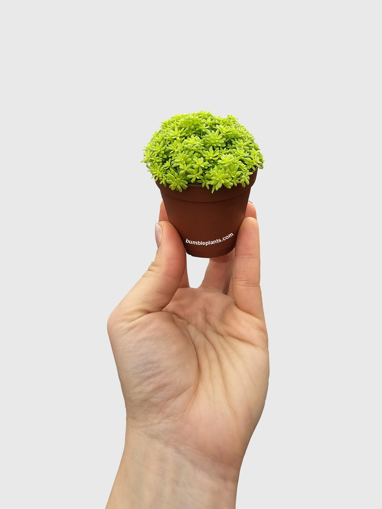 Sedum Japonicum 'Tokyo Sun' (Tokyo Sun Stonecrop)