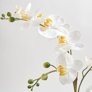 Artificial Orchid with Succulents
