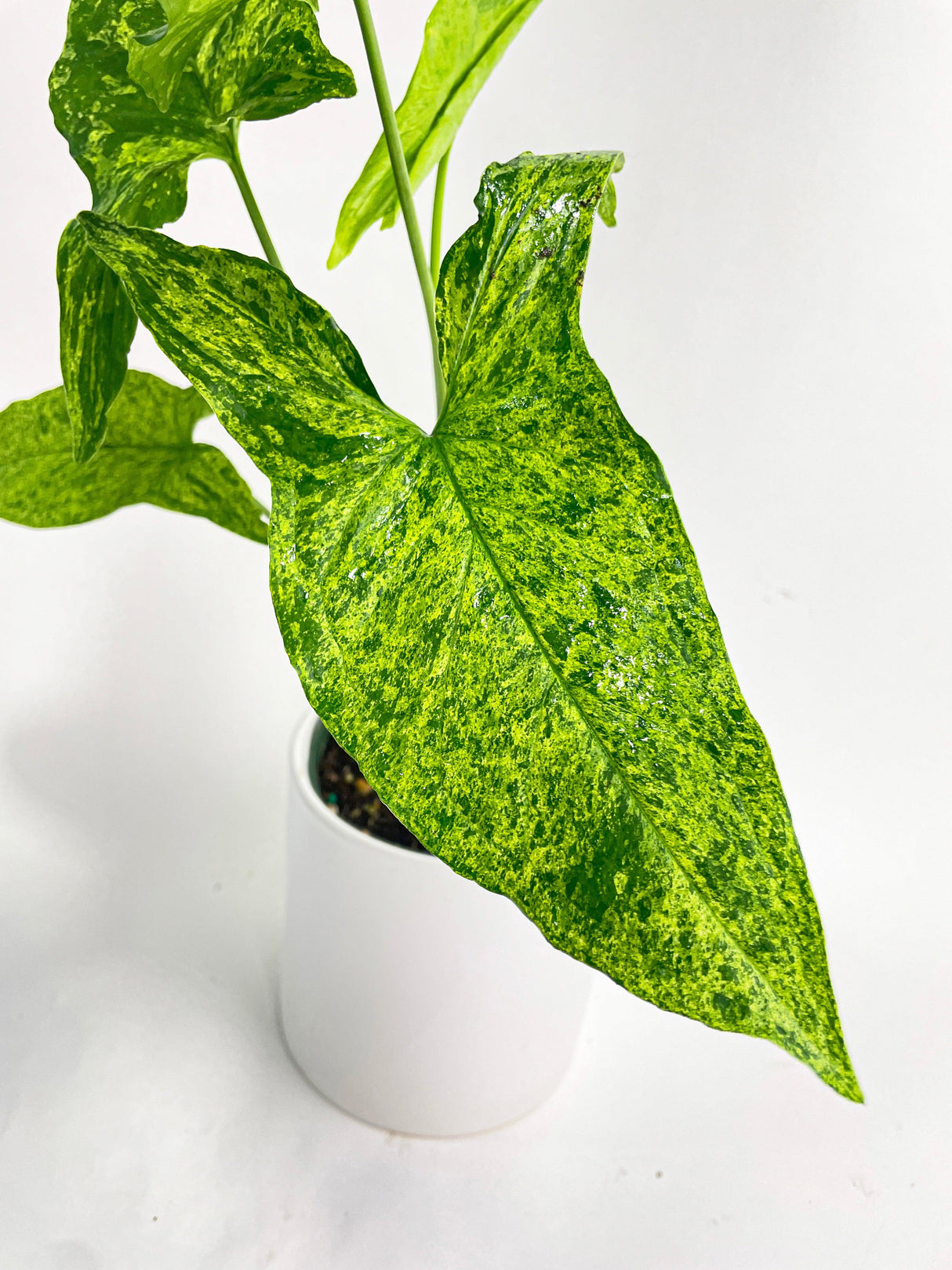 Syngonium Podophyllum 'Mojito' Hybrid