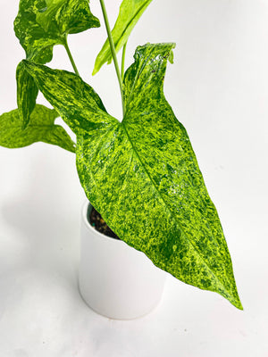 Syngonium Podophyllum 'Mojito' Hybrid