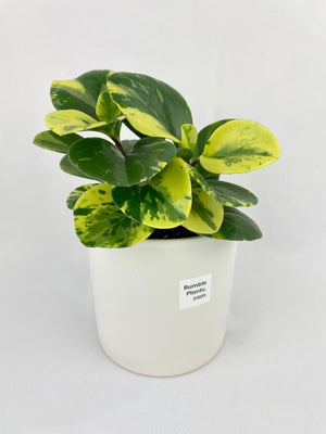 Variegated Peperomia Obtusifolia