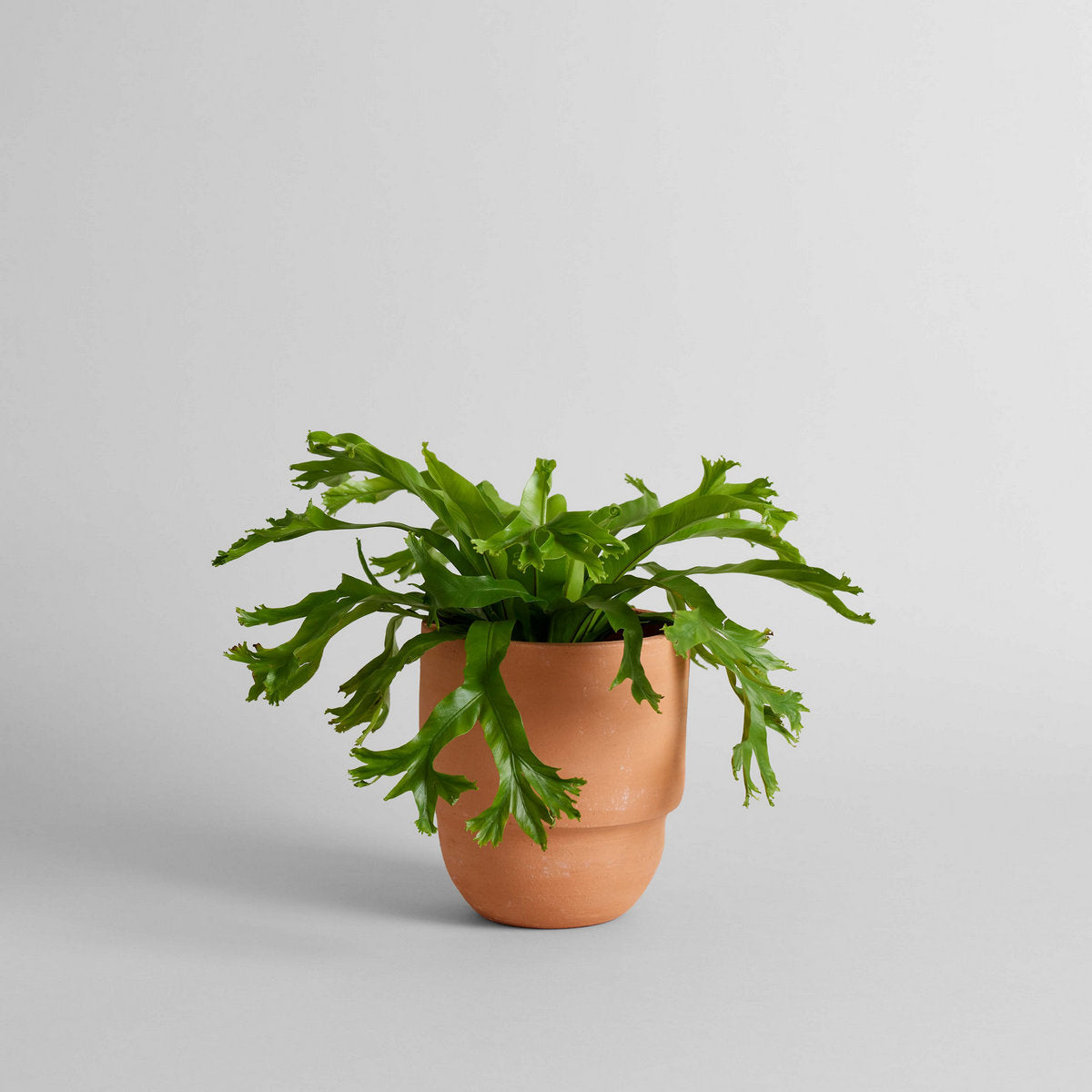 Big Cuff Planter