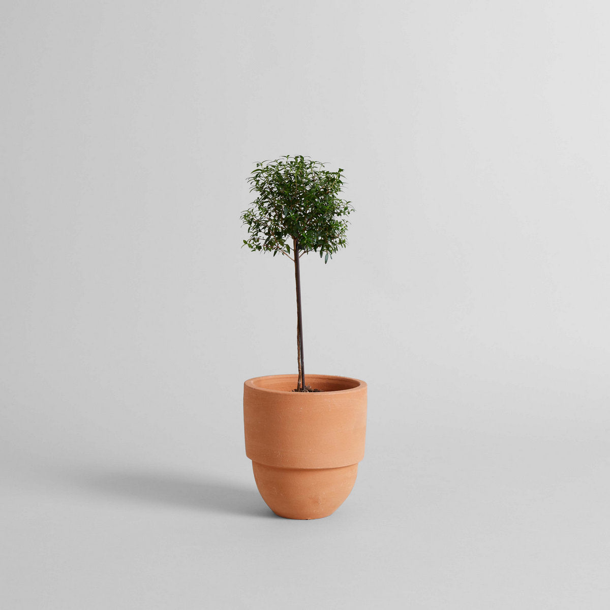 Big Cuff Planter