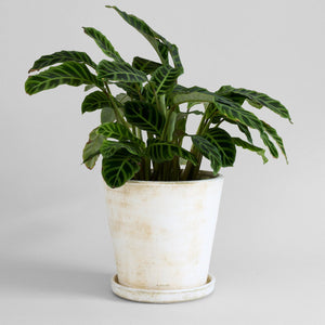 Basic Planter, White Patina