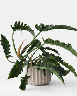 Wrap Planter - 4 sizes