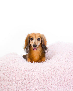 POD DOG BED