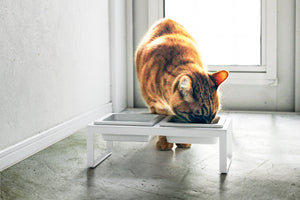 Pet Food Bowl - Tall - Steel + Ceramic