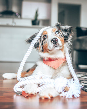 PARTY BANDANA