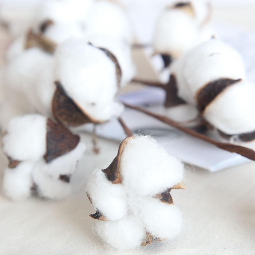 Cotton Stems | Sage & Sill