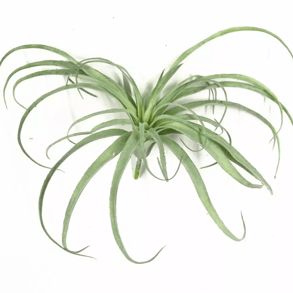 Faux Air Plant Large | Sage & Sill